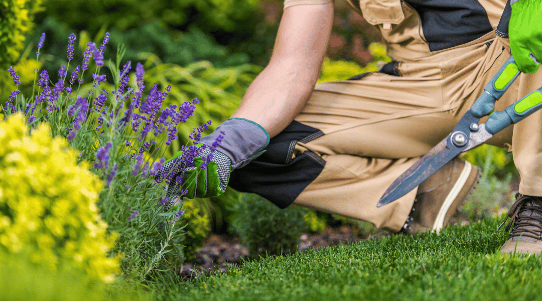 10 Tips for Suburban Gardeners in Toronto